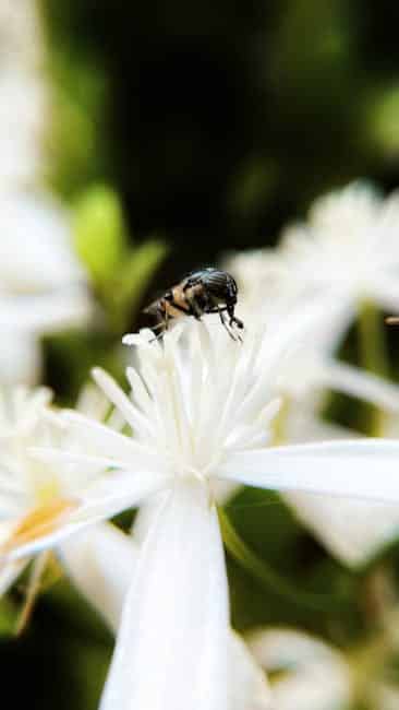 How to Save Seeds from Herbs: A Complete Beginner's Guide to Seed Harvesting