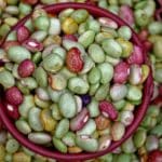 How to Save Carrot Seeds: A Complete Step-by-Step Guide for Home Gardeners