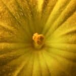 How to Save Open Pollinated Seeds: A Complete Beginner's Guide for a Sustainable Garden