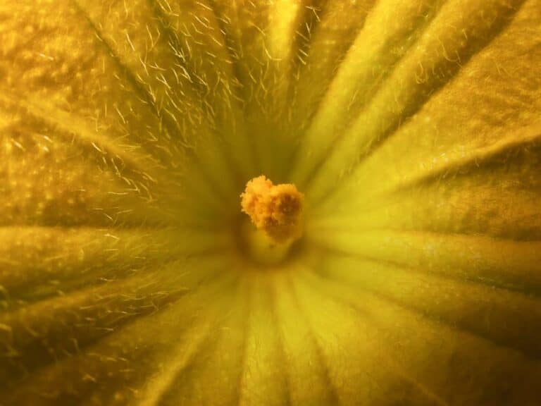 How to Save Open Pollinated Seeds: A Complete Beginner's Guide for a Sustainable Garden
