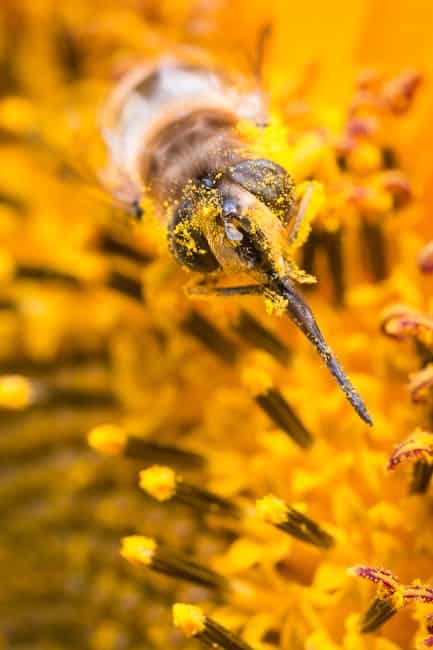 How to Choose the Best Plants for Seed Saving: A Complete Beginner's Guide